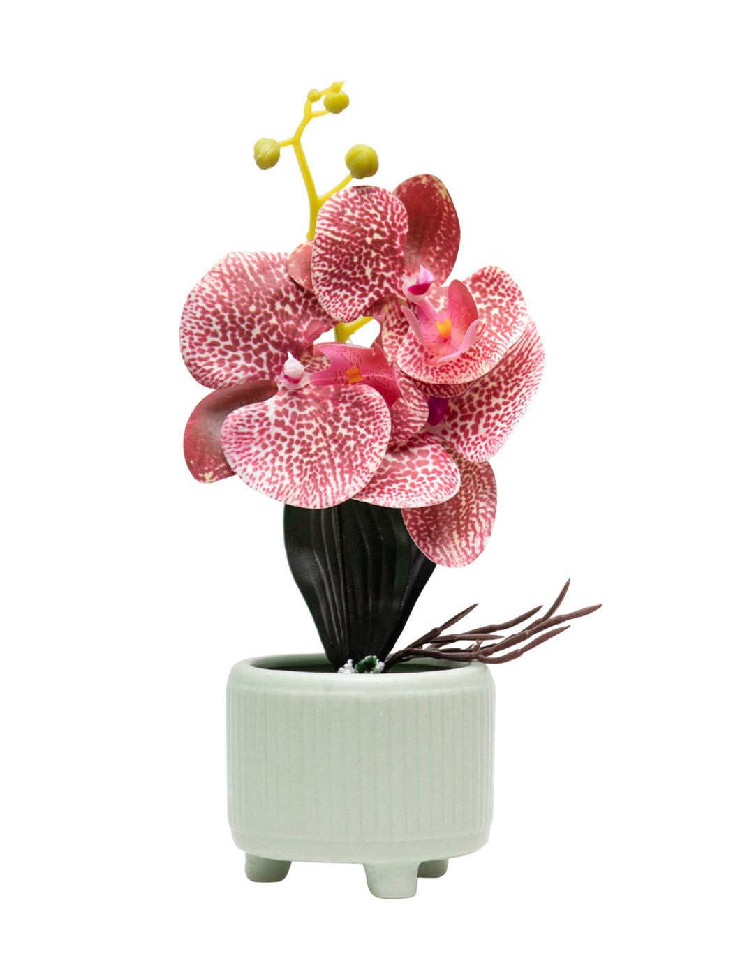 Orchid Flowers With Pink Pot - MARKET 99