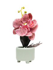 Orchid Flowers With Pink Pot - MARKET 99