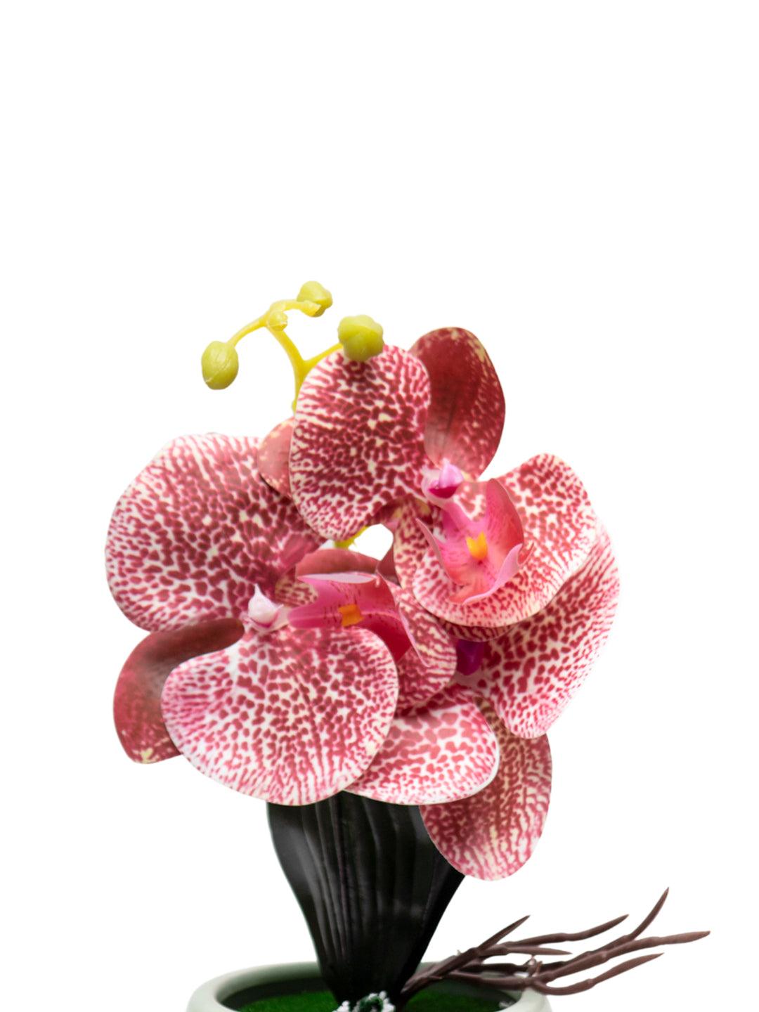 Orchid Flowers With Pink Pot - MARKET 99