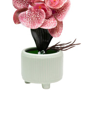 Orchid Flowers With Pink Pot - MARKET 99