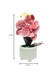 Orchid Flowers With Pink Pot - MARKET 99