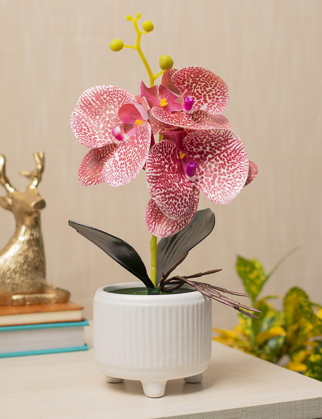 Orchid Flowers With White Pot - MARKET 99