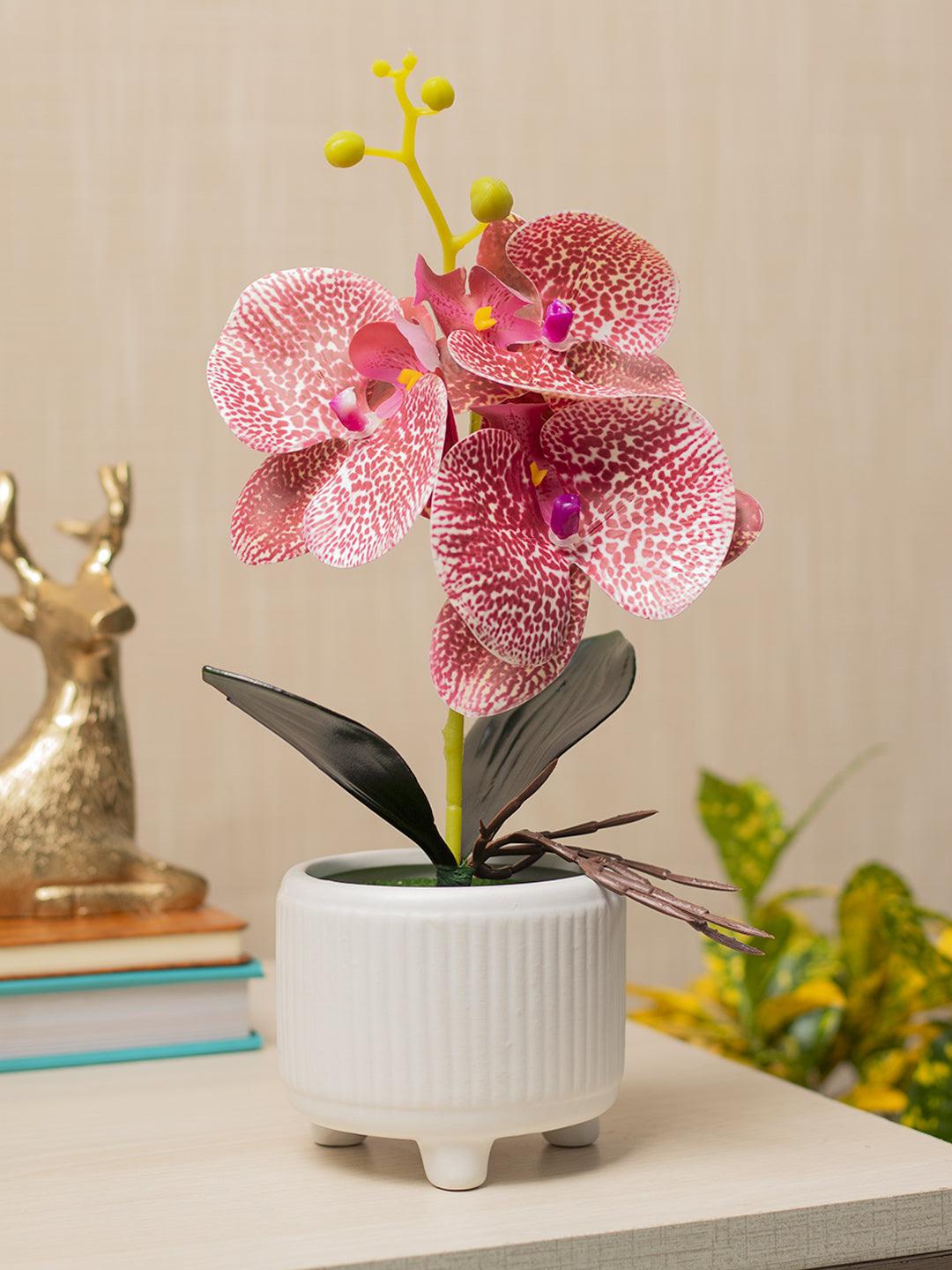 Orchid Flowers With White Pot - MARKET 99