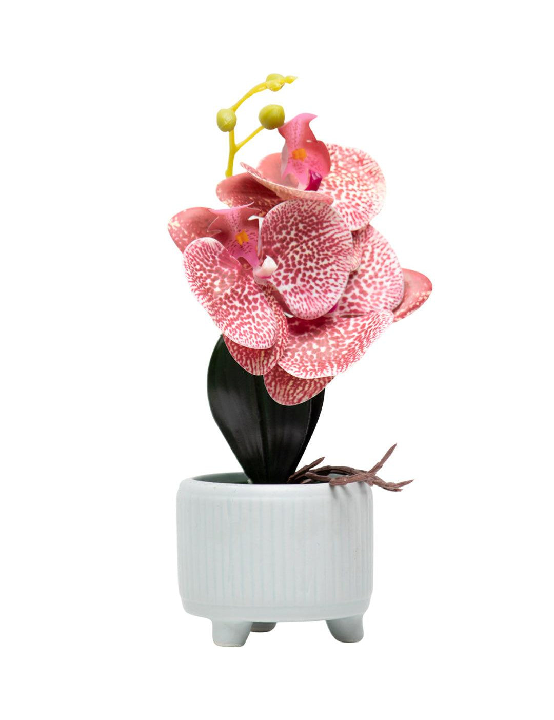 Orchid Flowers With White Pot - MARKET 99