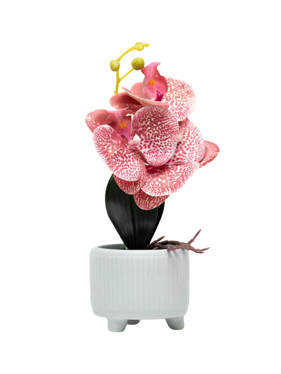 Orchid Flowers With White Pot - MARKET 99