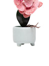 Orchid Flowers With White Pot - MARKET 99