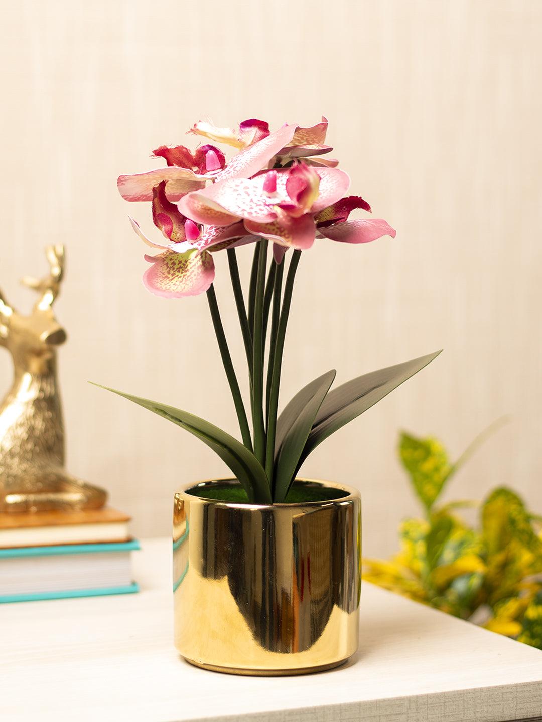 Pink Orchid With Golden Pot - MARKET 99