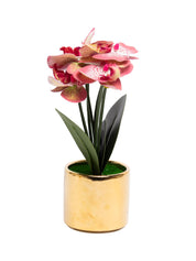 Pink Orchid With Golden Pot - MARKET 99