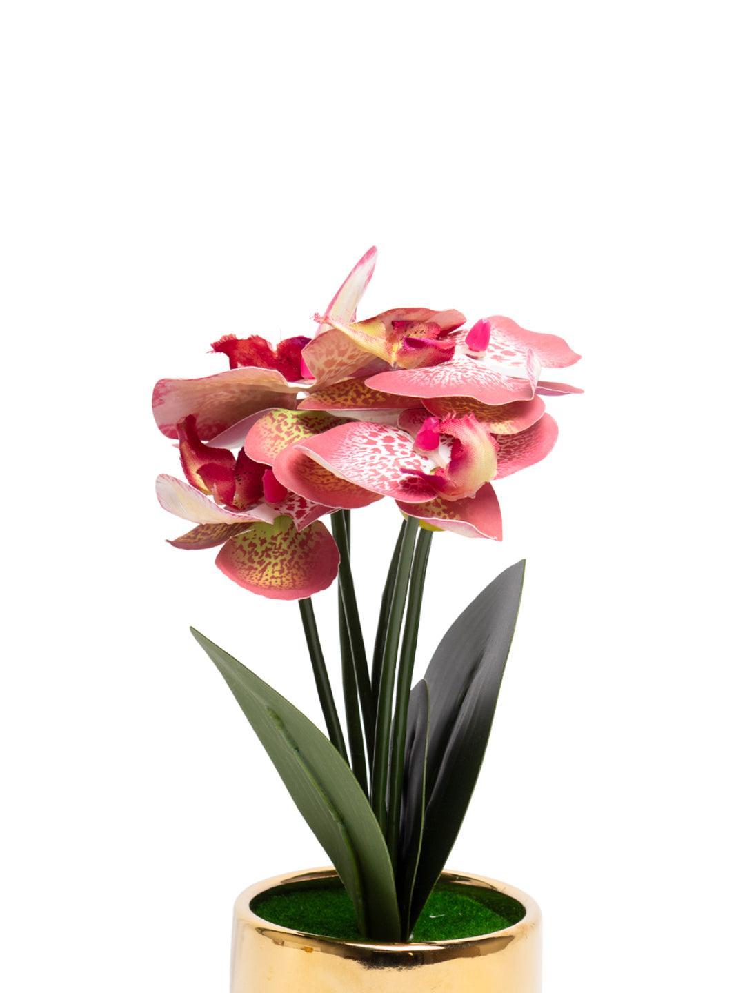Pink Orchid With Golden Pot - MARKET 99