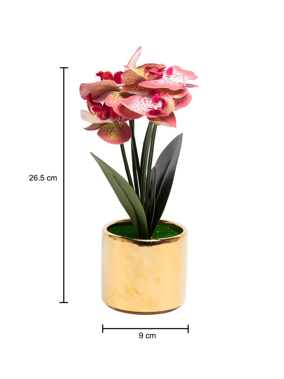 Pink Orchid With Golden Pot - MARKET 99