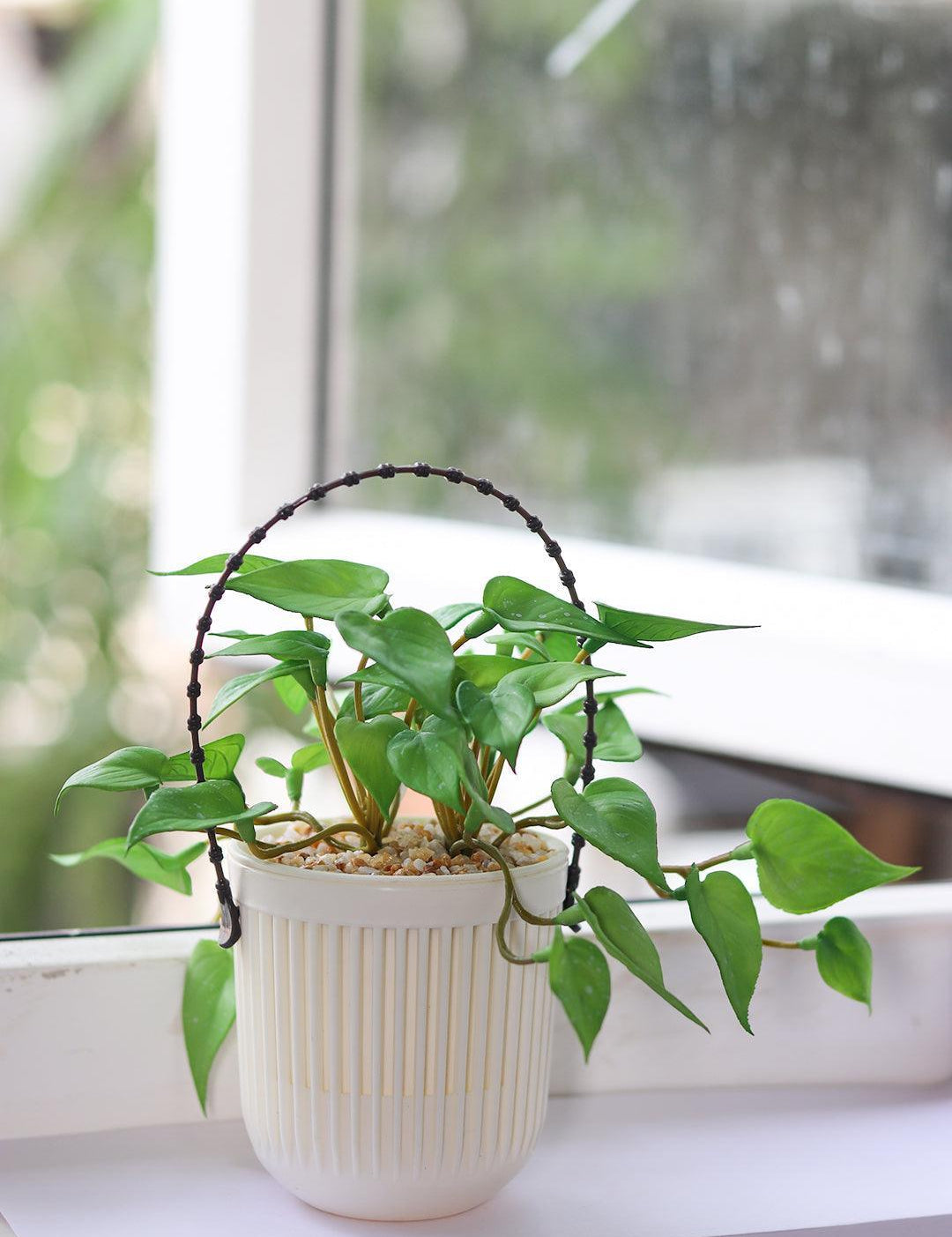 Plastic Hanging Flower Pot For Indoor & Outdoor - MARKET 99