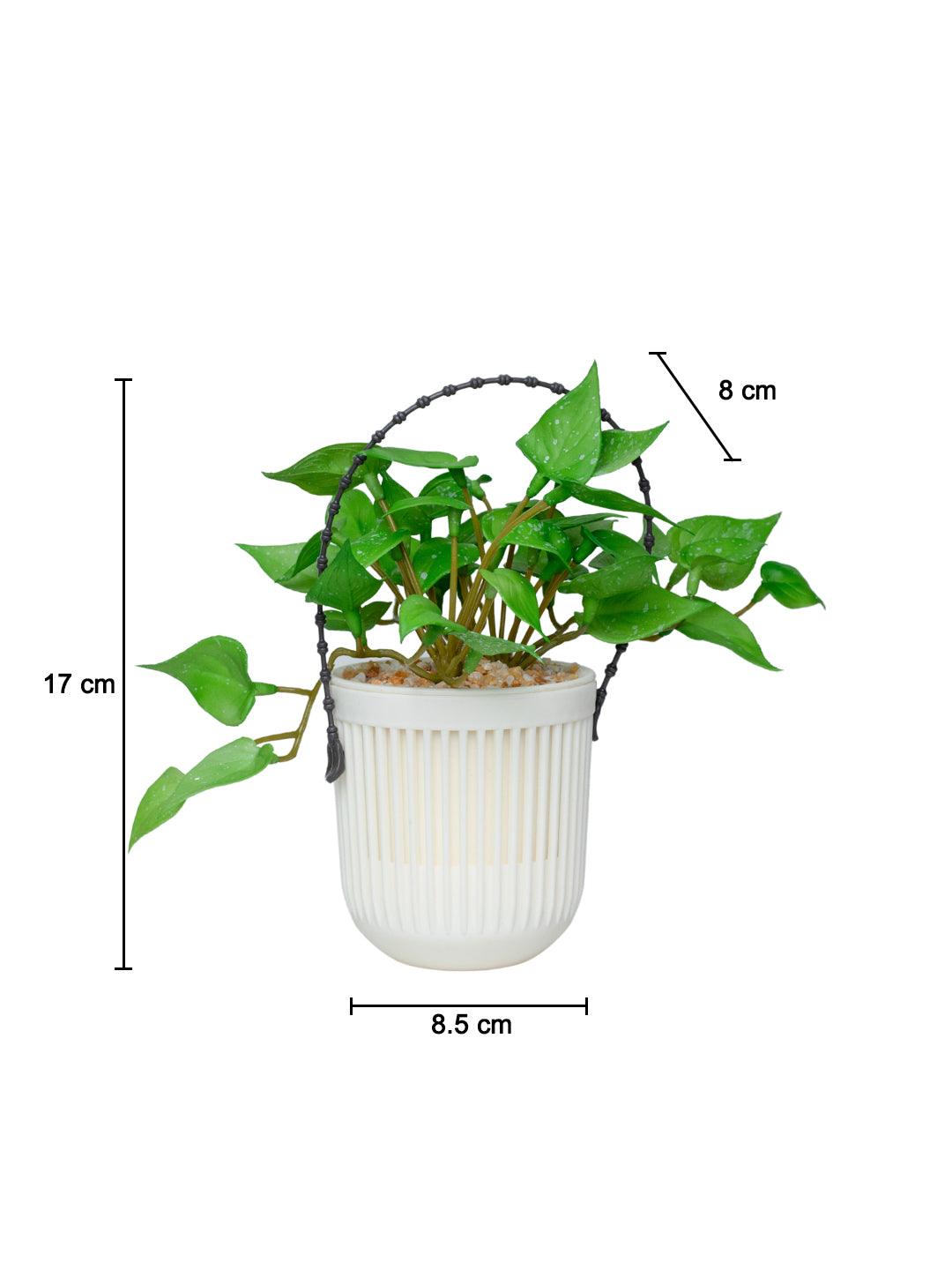 Plastic Hanging Flower Pot For Indoor & Outdoor - MARKET 99