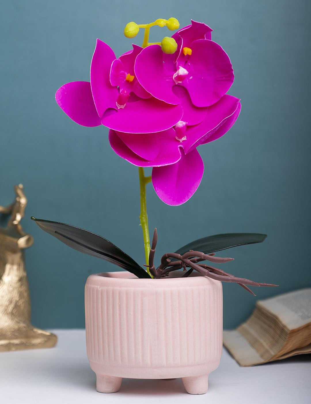 Purple Orchid With Ceramic Light Pink Pot - MARKET 99