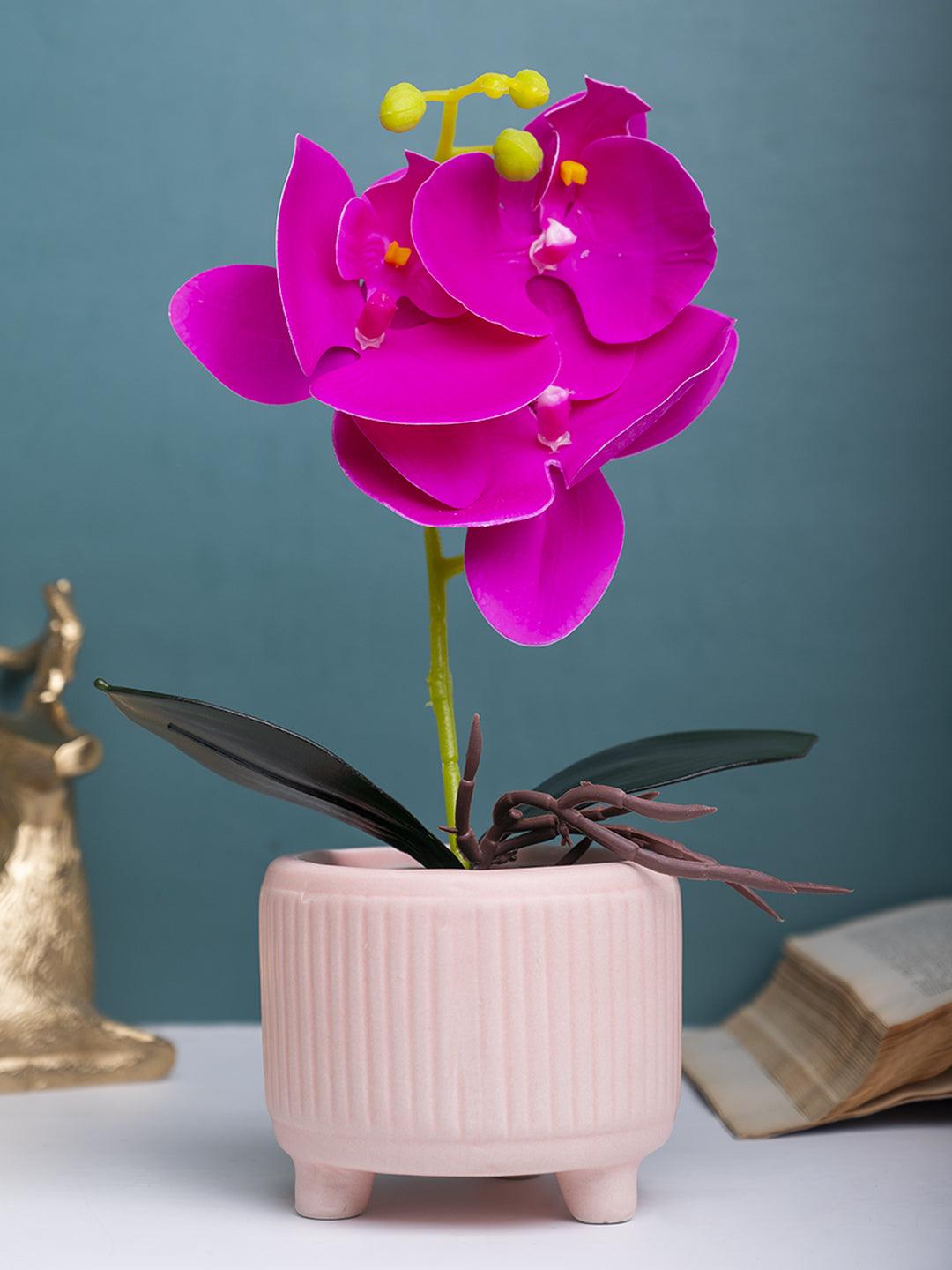 Purple Orchid With Ceramic Light Pink Pot - MARKET 99