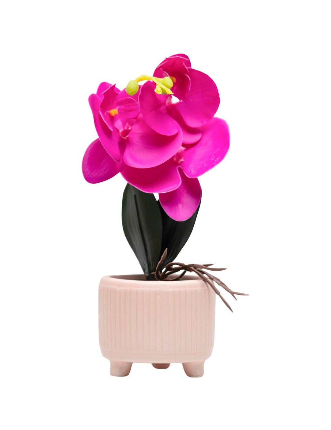 Purple Orchid With Ceramic Light Pink Pot - MARKET 99