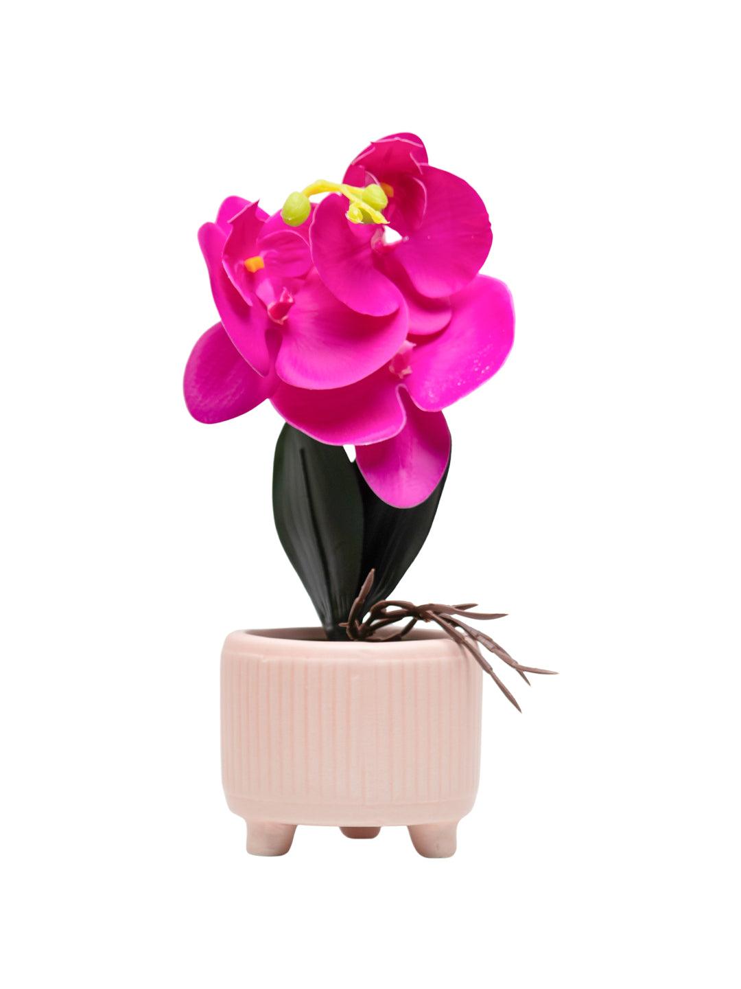 Purple Orchid With Ceramic Light Pink Pot - MARKET 99