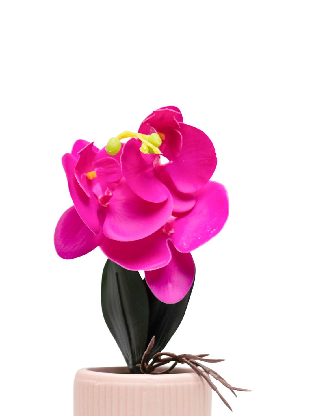 Purple Orchid With Ceramic Light Pink Pot - MARKET 99