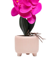 Purple Orchid With Ceramic Light Pink Pot - MARKET 99