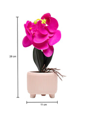 Purple Orchid With Ceramic Light Pink Pot - MARKET 99