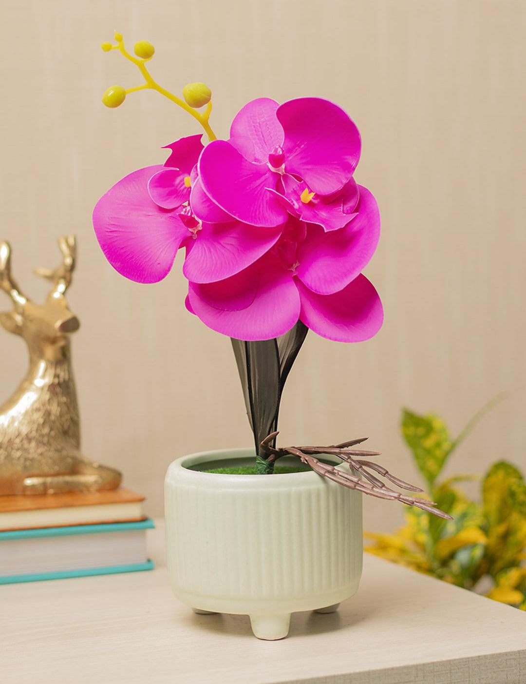 Purple Orchid With Ceramic White Pot - MARKET 99