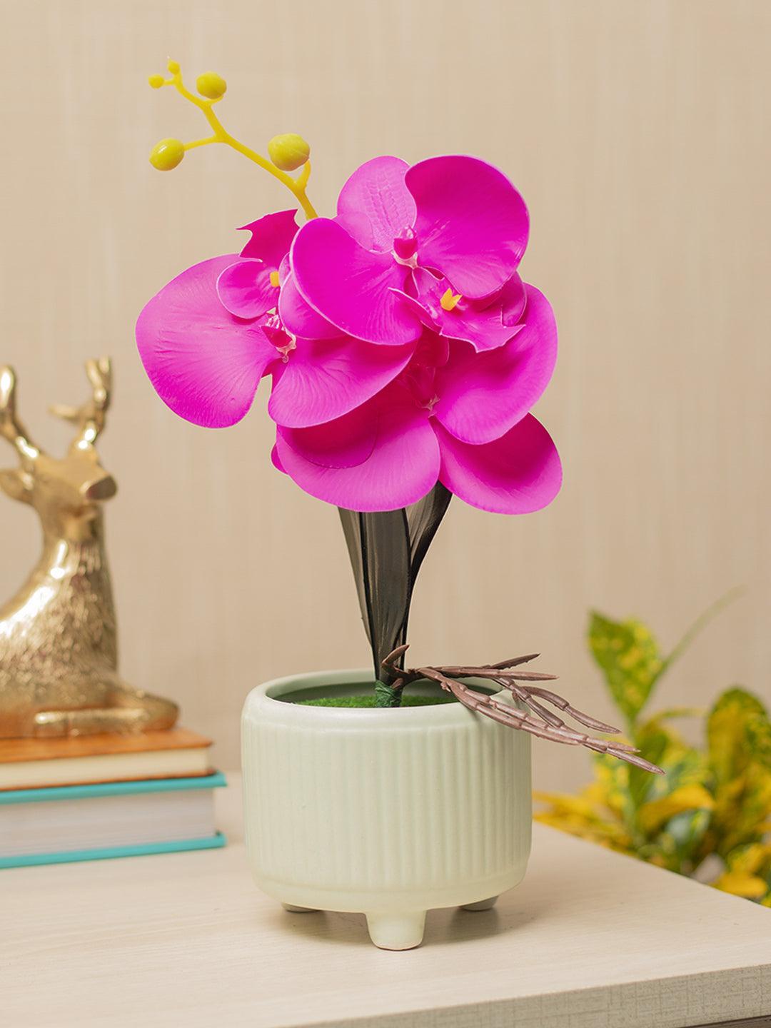 Purple Orchid With Ceramic White Pot - MARKET 99