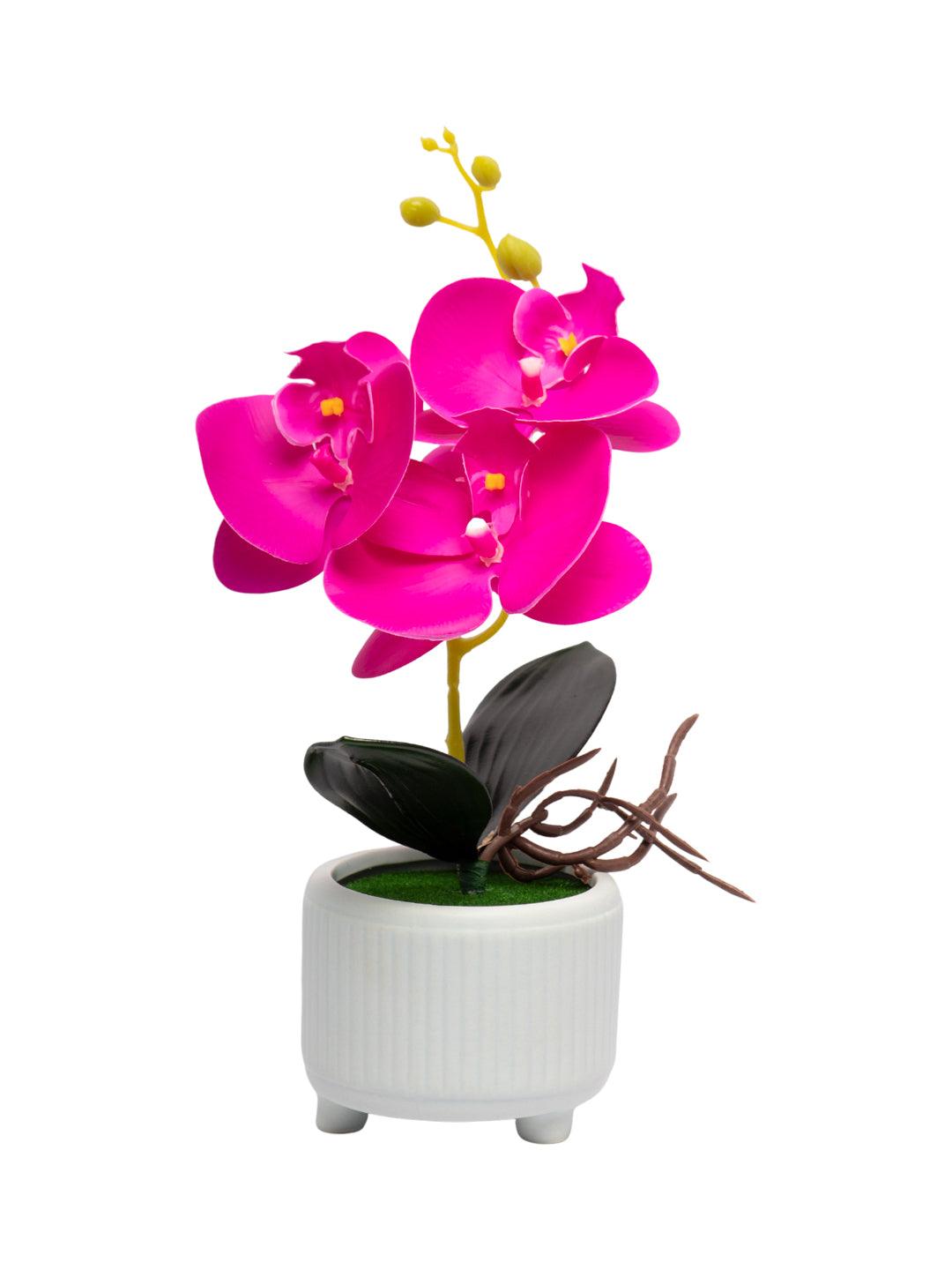 Purple Orchid With Ceramic White Pot - MARKET 99