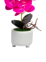 Purple Orchid With Ceramic White Pot - MARKET 99