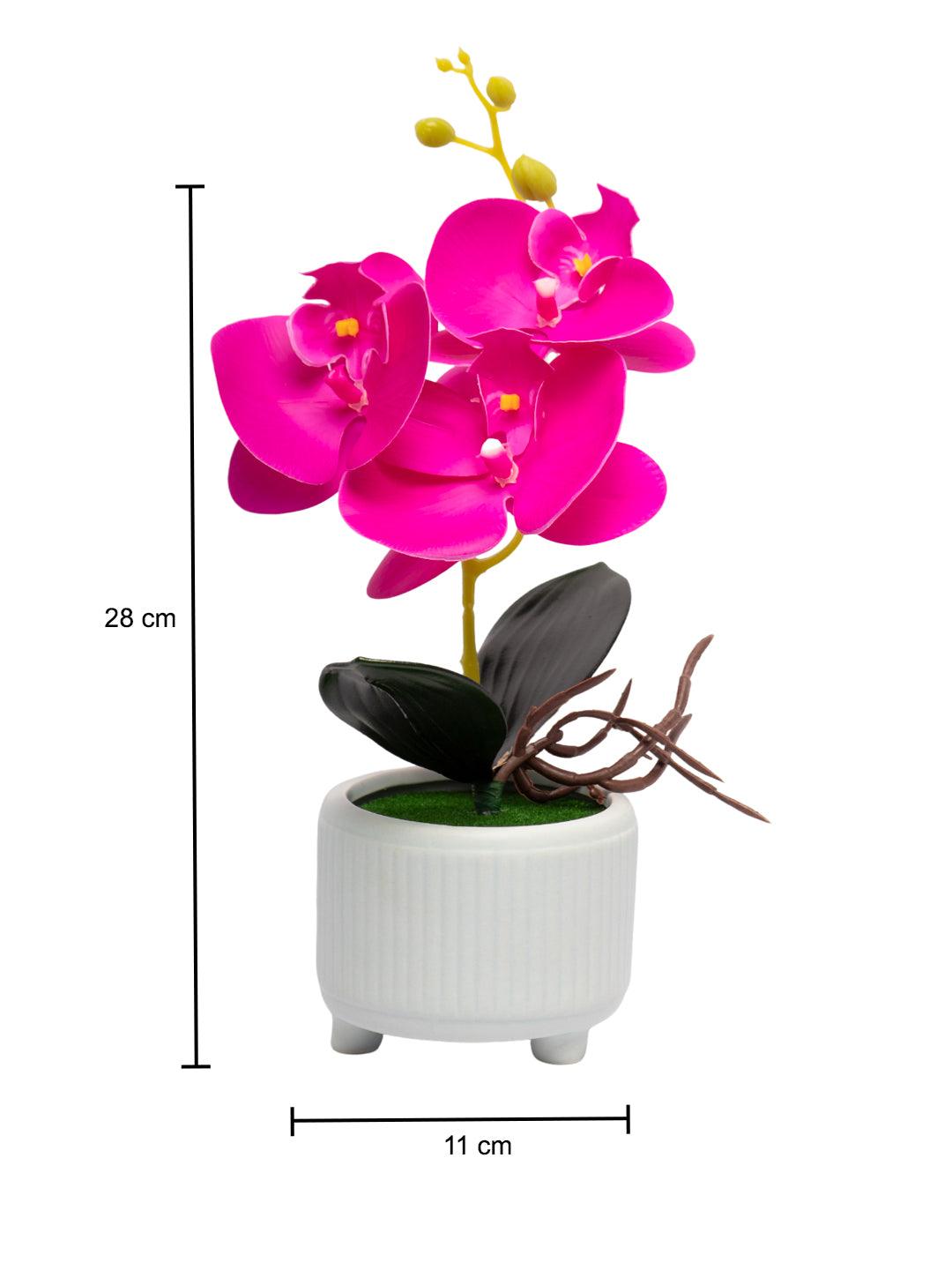 Purple Orchid With Ceramic White Pot - MARKET 99