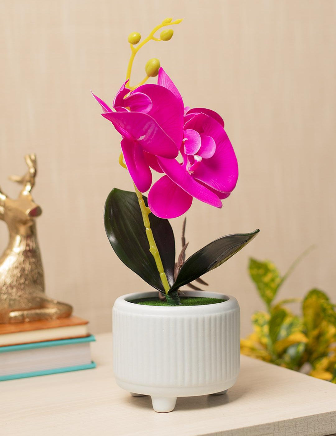 Purple Orchid With White Pot - MARKET 99