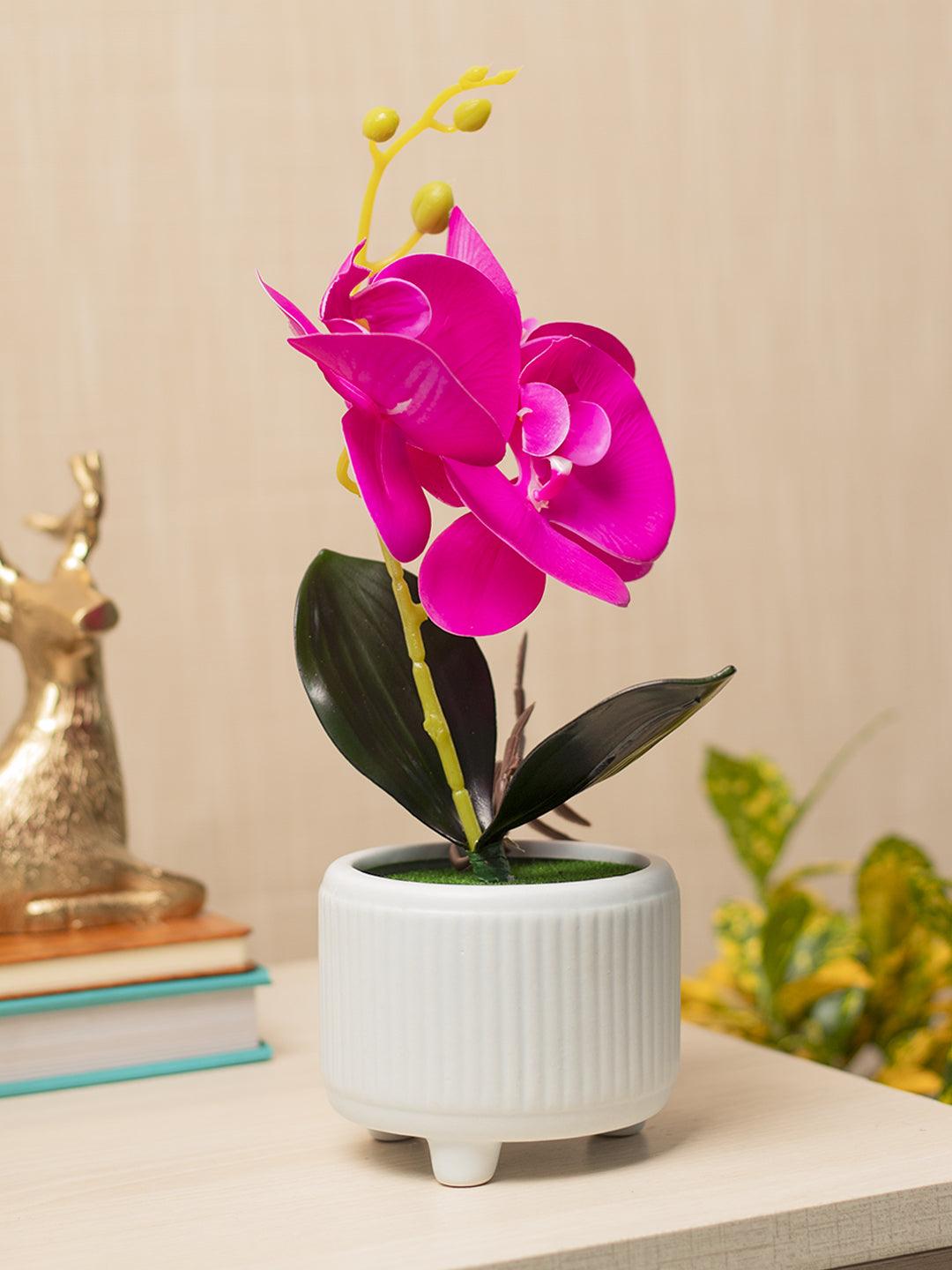 Purple Orchid With White Pot - MARKET 99