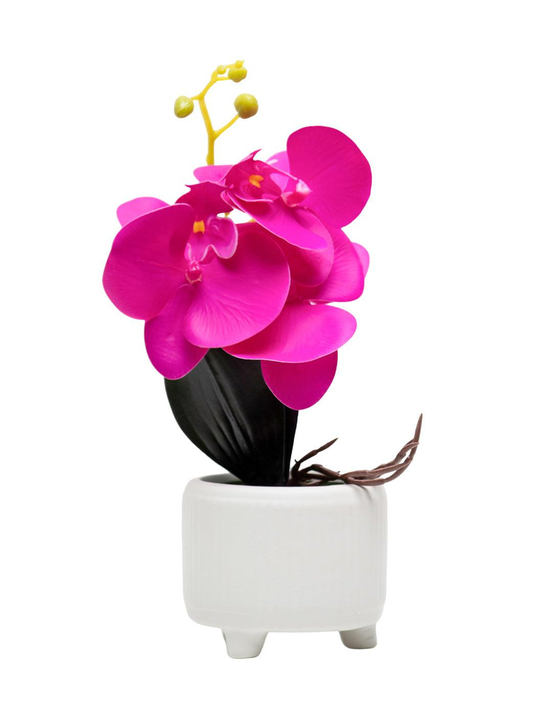 Purple Orchid With White Pot - MARKET 99