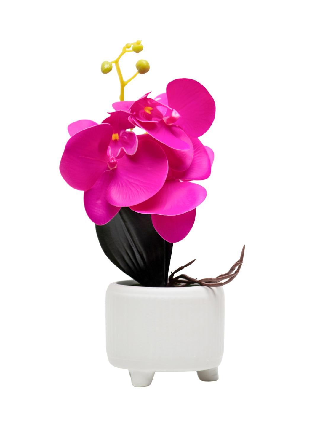 Purple Orchid With White Pot - MARKET 99