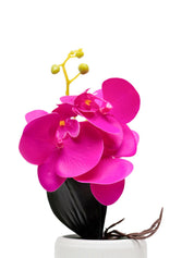 Purple Orchid With White Pot - MARKET 99