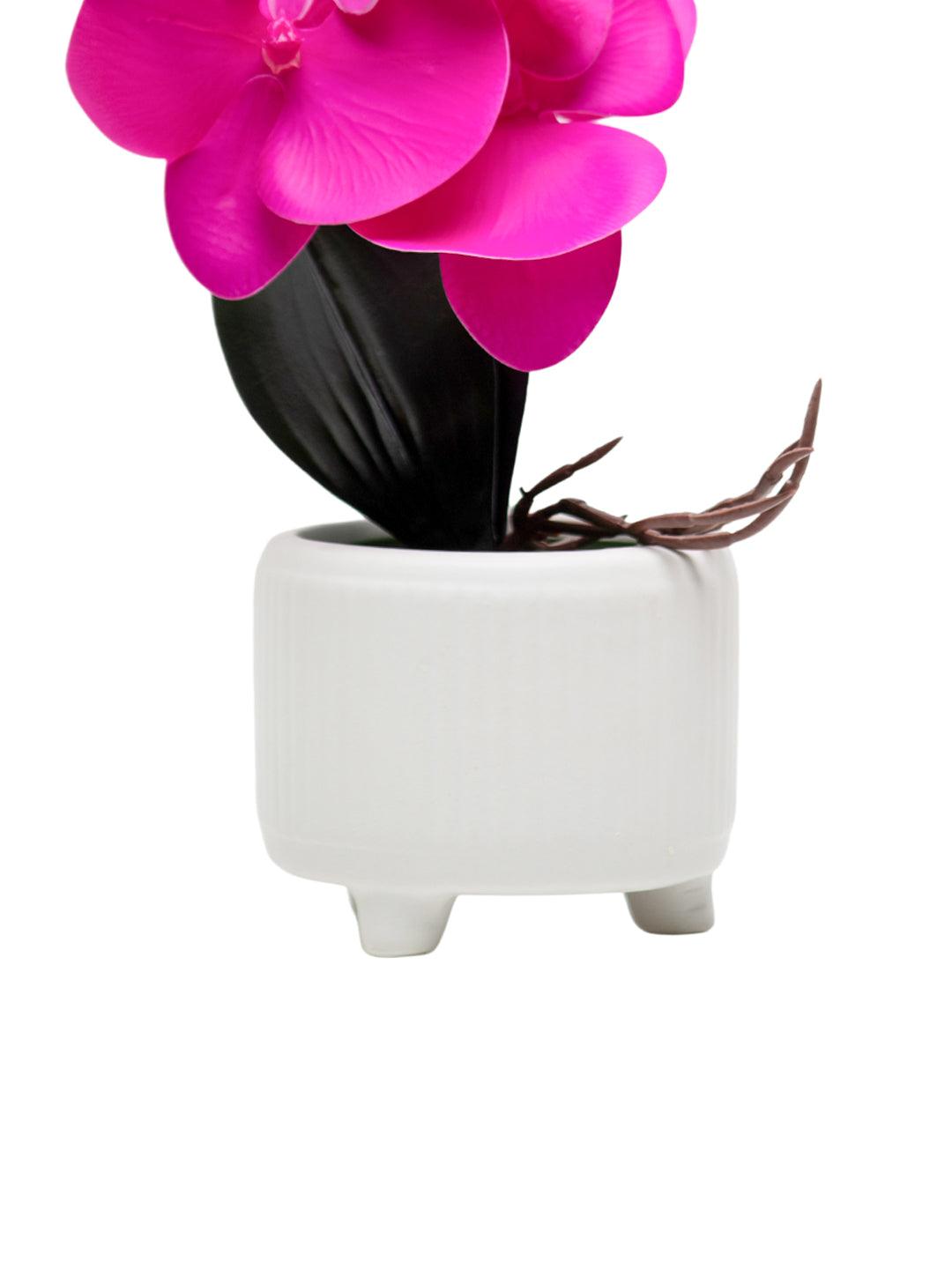 Purple Orchid With White Pot - MARKET 99