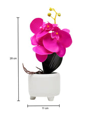 Purple Orchid With White Pot - MARKET 99