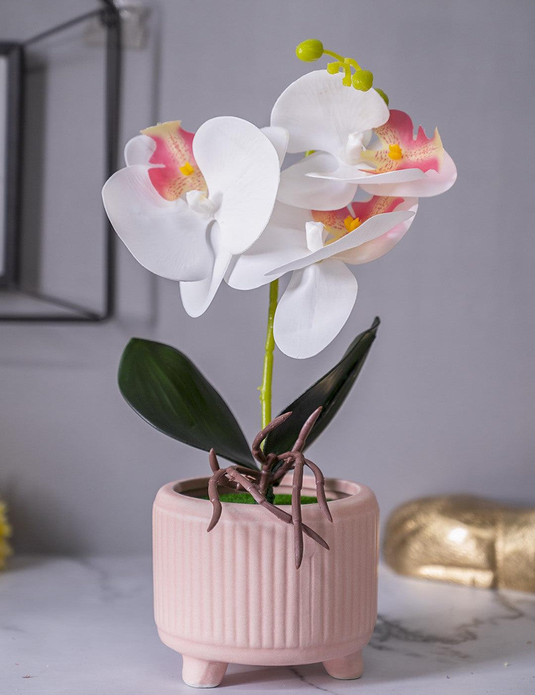 White Orchid Flowers With Pink Wide Pot - MARKET 99