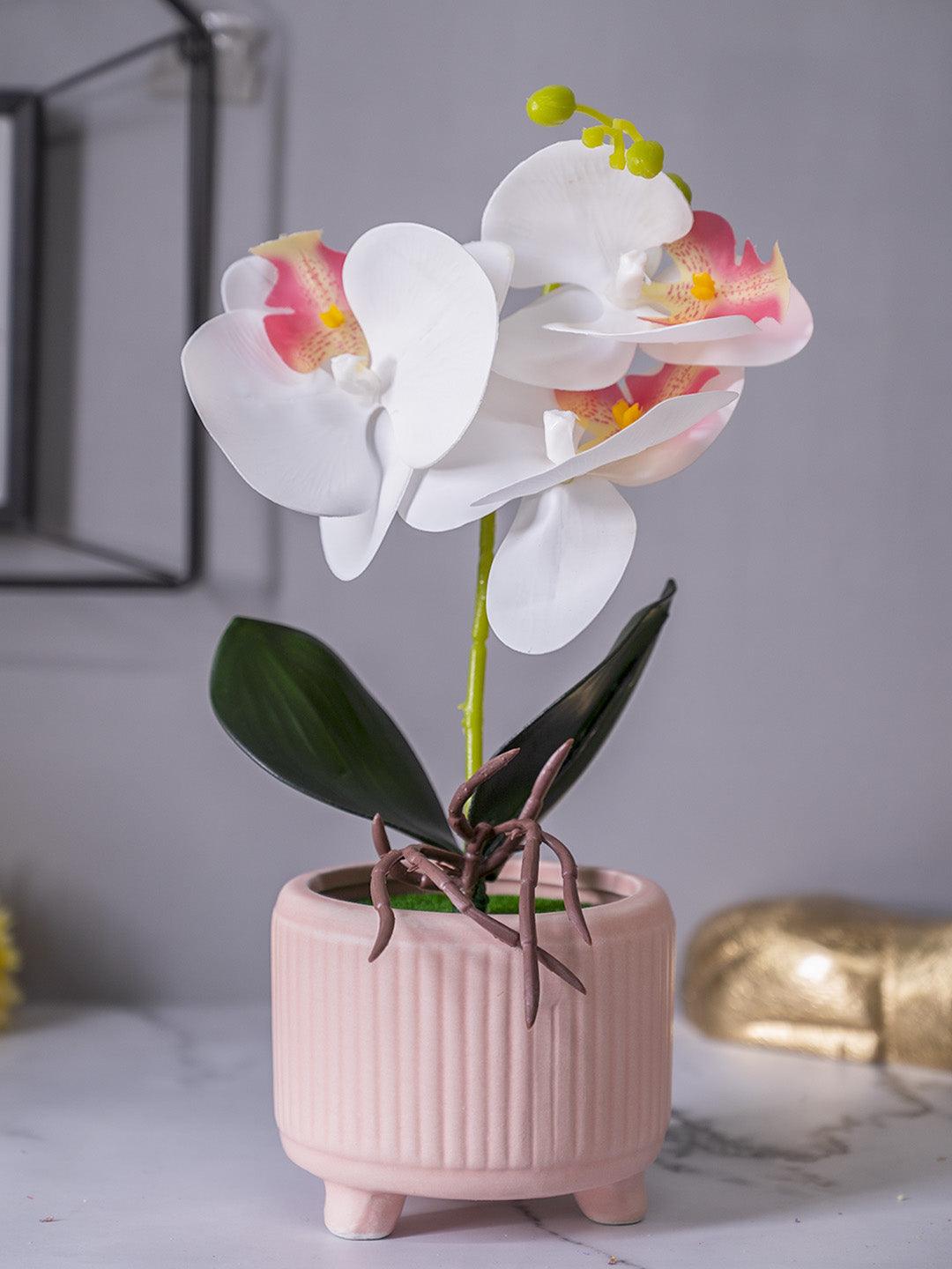 White Orchid Flowers With Pink Wide Pot - MARKET 99