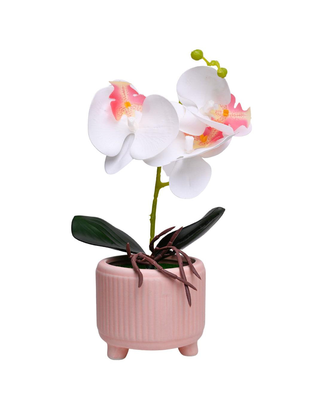 White Orchid Flowers With Pink Wide Pot - MARKET 99