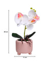 White Orchid Flowers With Pink Wide Pot - MARKET 99