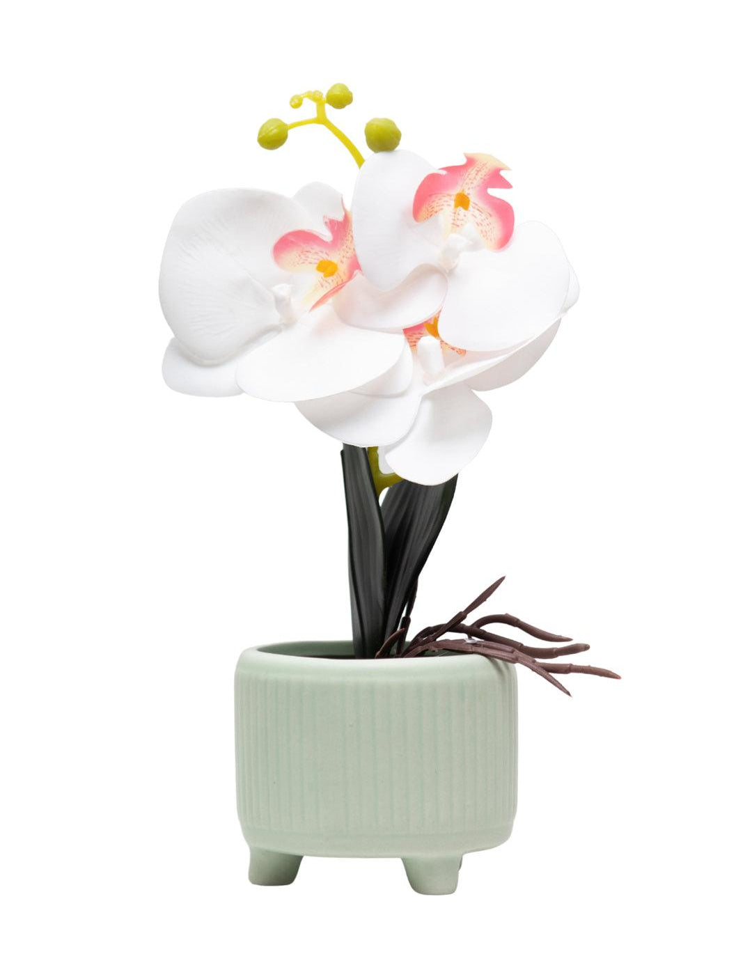 White Orchid Flowers With White Tumbler Pot - MARKET 99