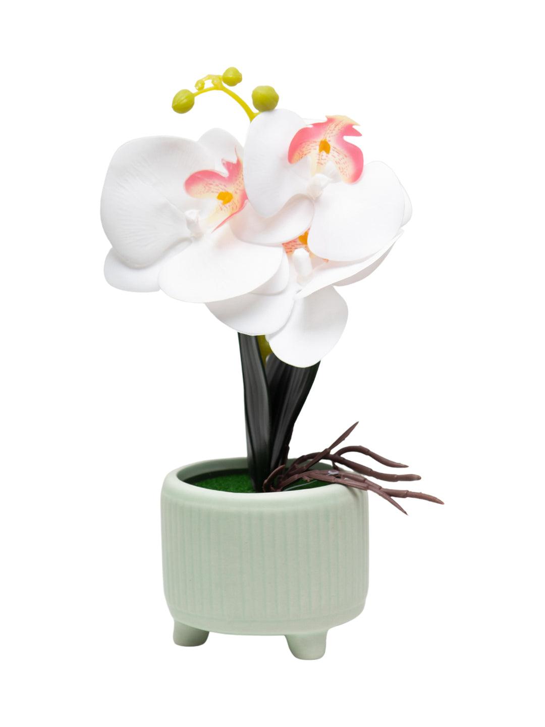 White Orchid Flowers With White Tumbler Pot - MARKET 99