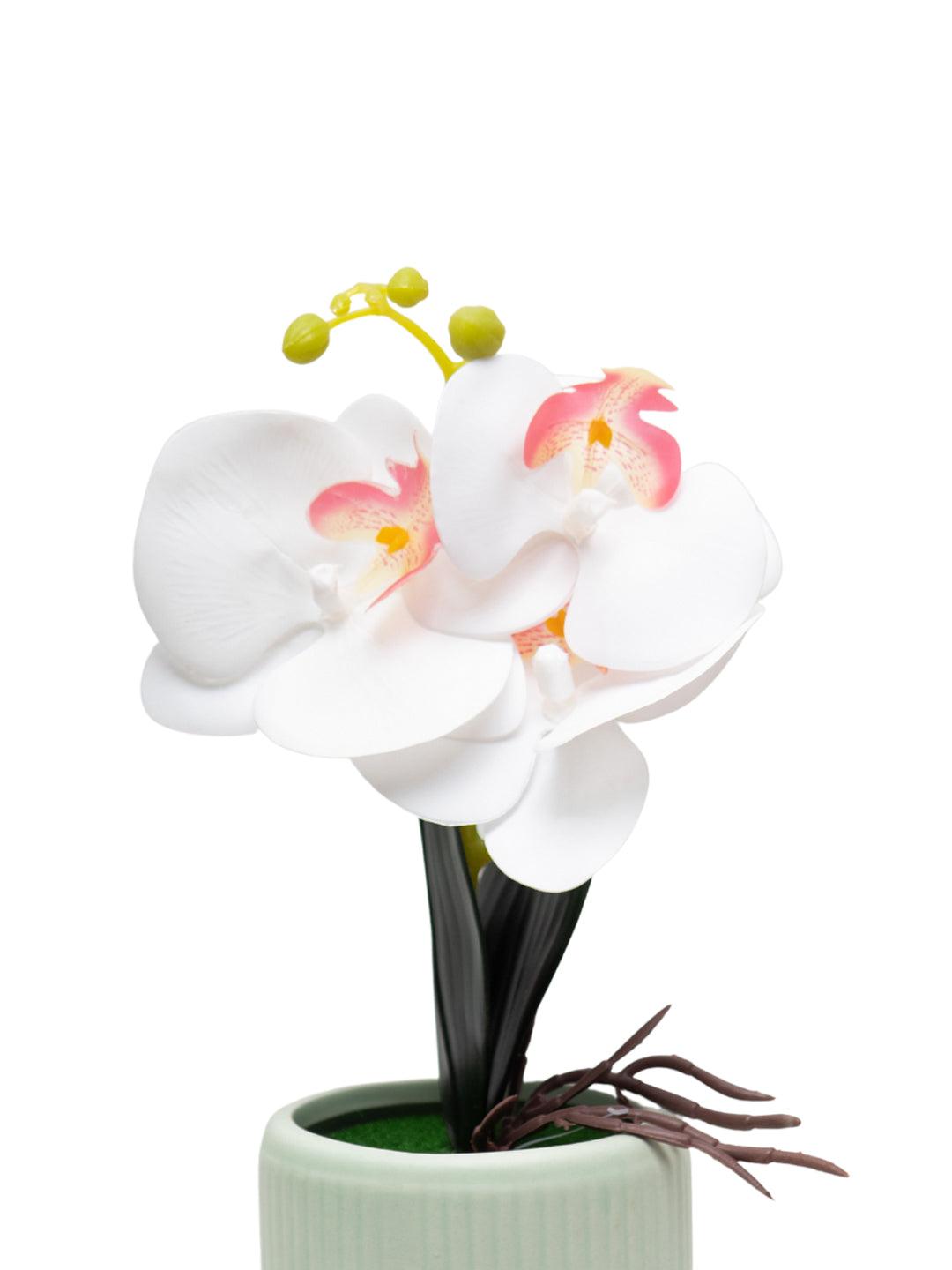 White Orchid Flowers With White Tumbler Pot - MARKET 99