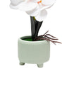 White Orchid Flowers With White Tumbler Pot - MARKET 99