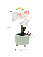 White Orchid Flowers With White Tumbler Pot - MARKET 99