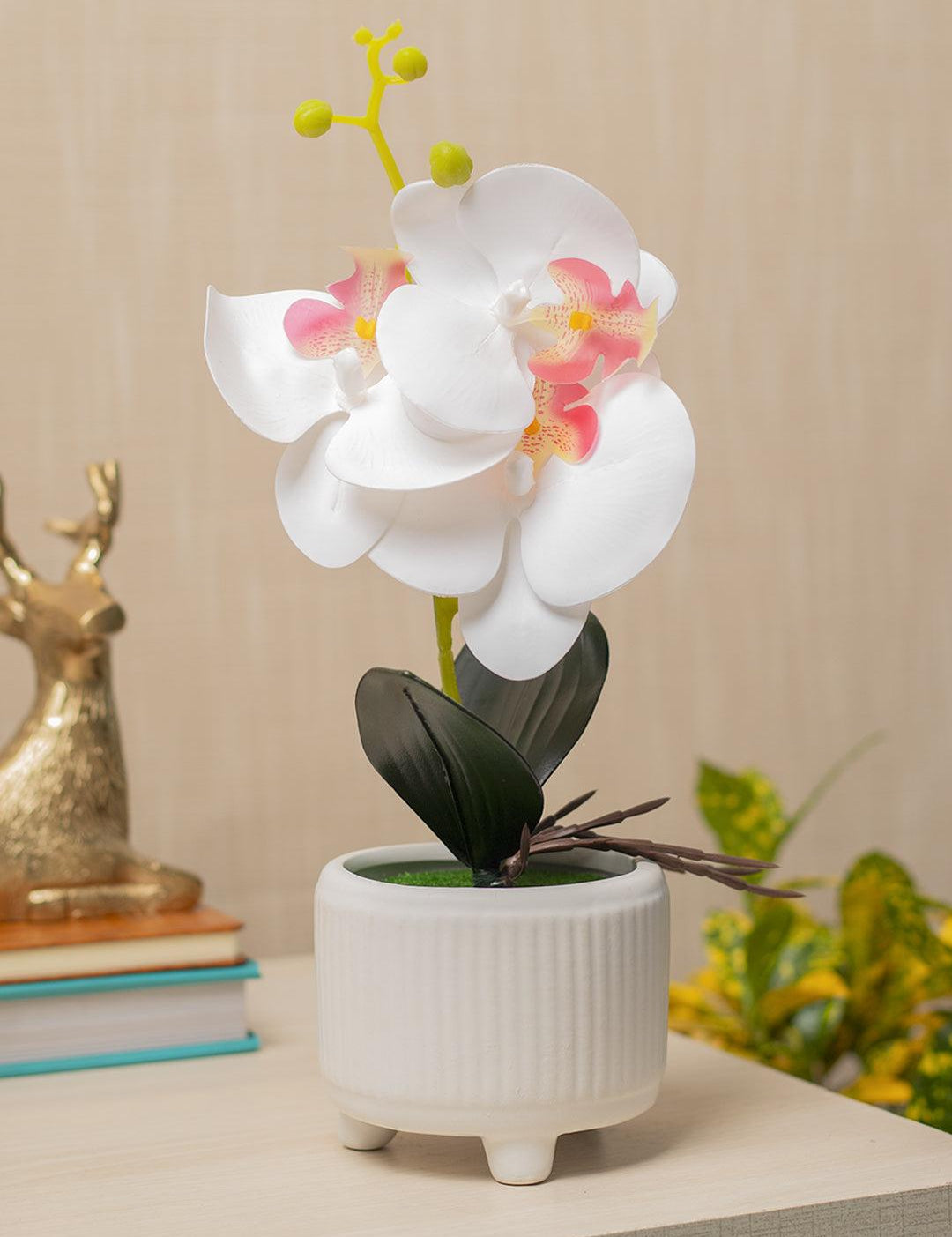 White Orchid Flowers With White Wide Pot - MARKET 99