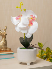 White Orchid Flowers With White Wide Pot - MARKET 99