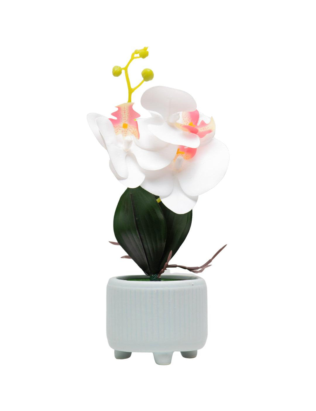 White Orchid Flowers With White Wide Pot - MARKET 99