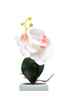 White Orchid Flowers With White Wide Pot - MARKET 99