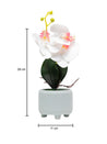 White Orchid Flowers With White Wide Pot - MARKET 99