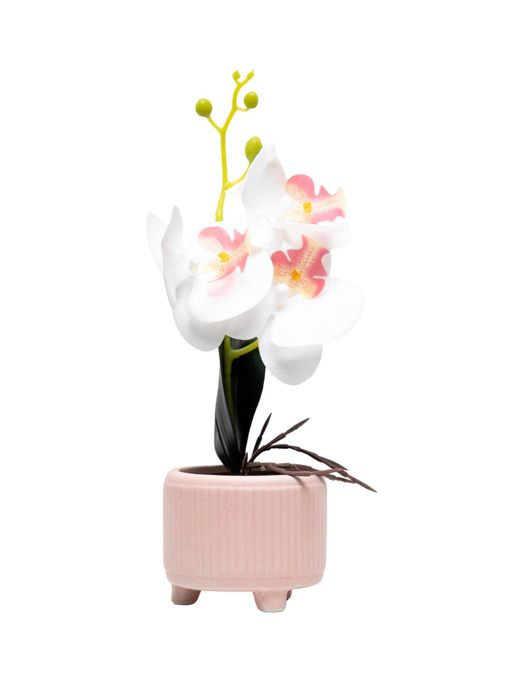 White Orchid With Ceramic Light Pink Pot - MARKET 99